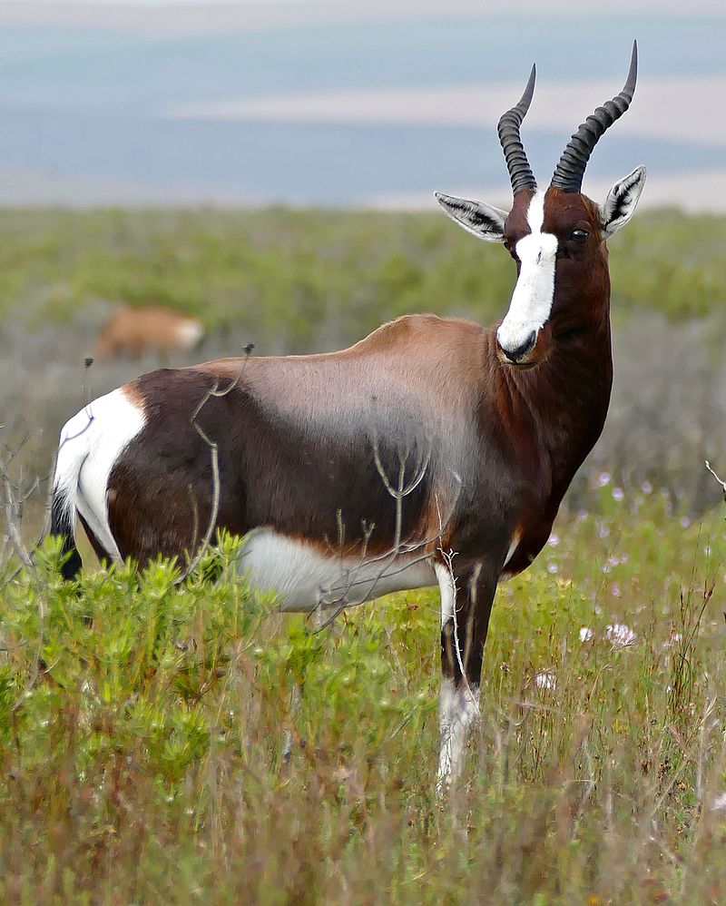 Red Ivory Safaris