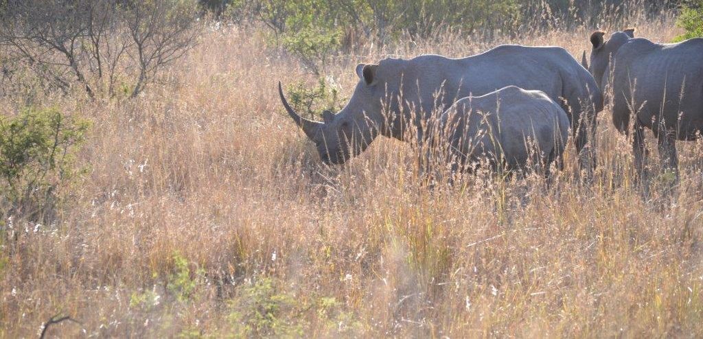 Red Ivory Safaris