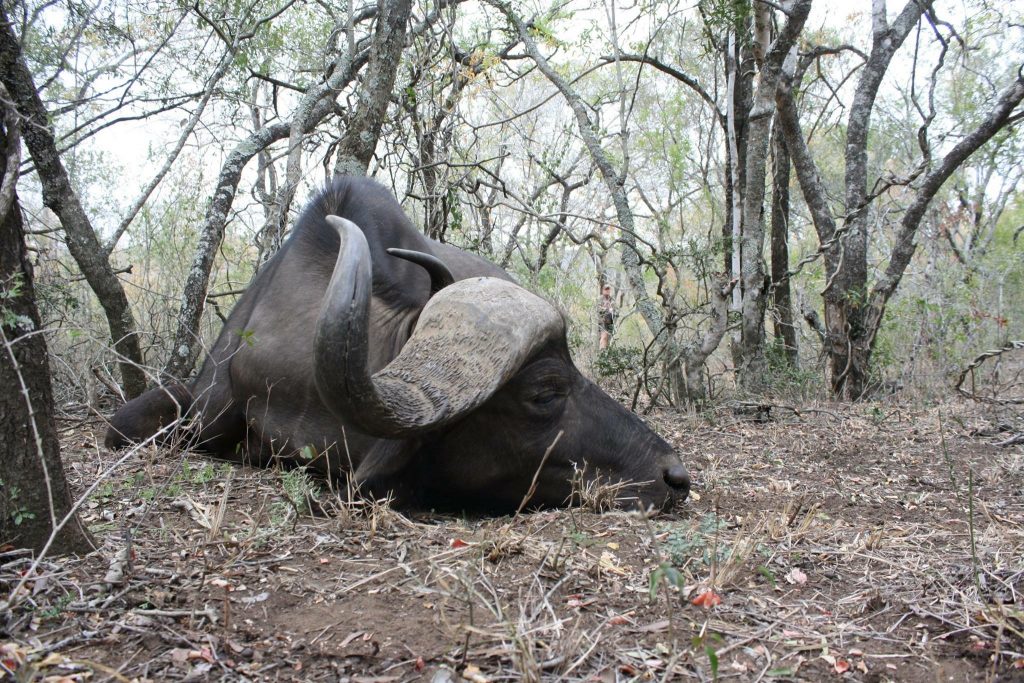 Red Ivory Safaris