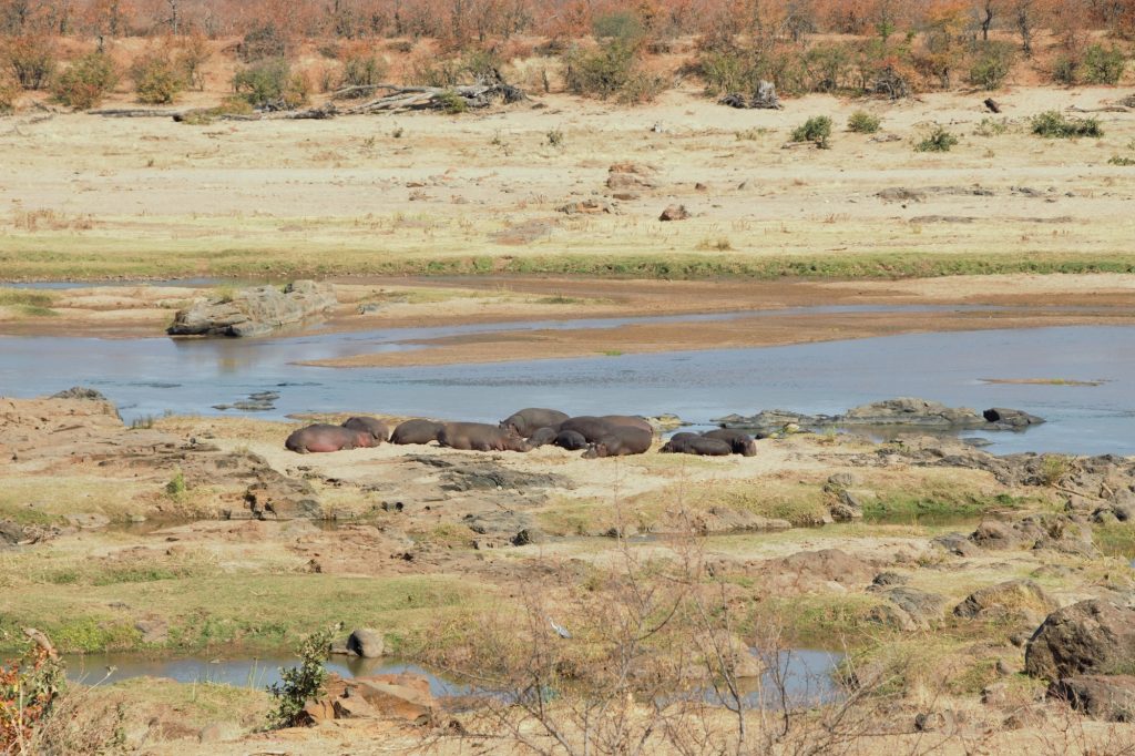 Red Ivory Safaris