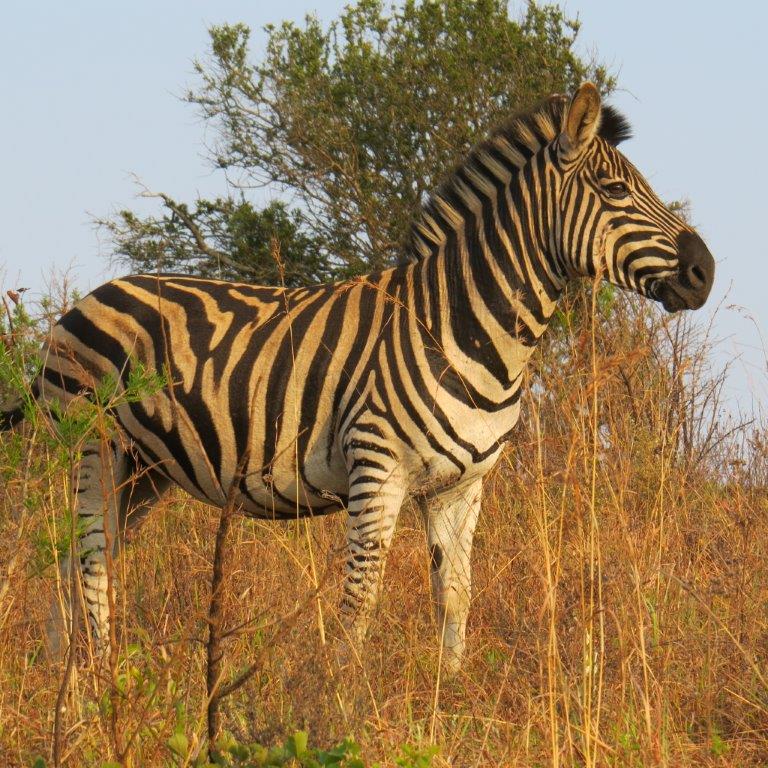 Red Ivory Safaris