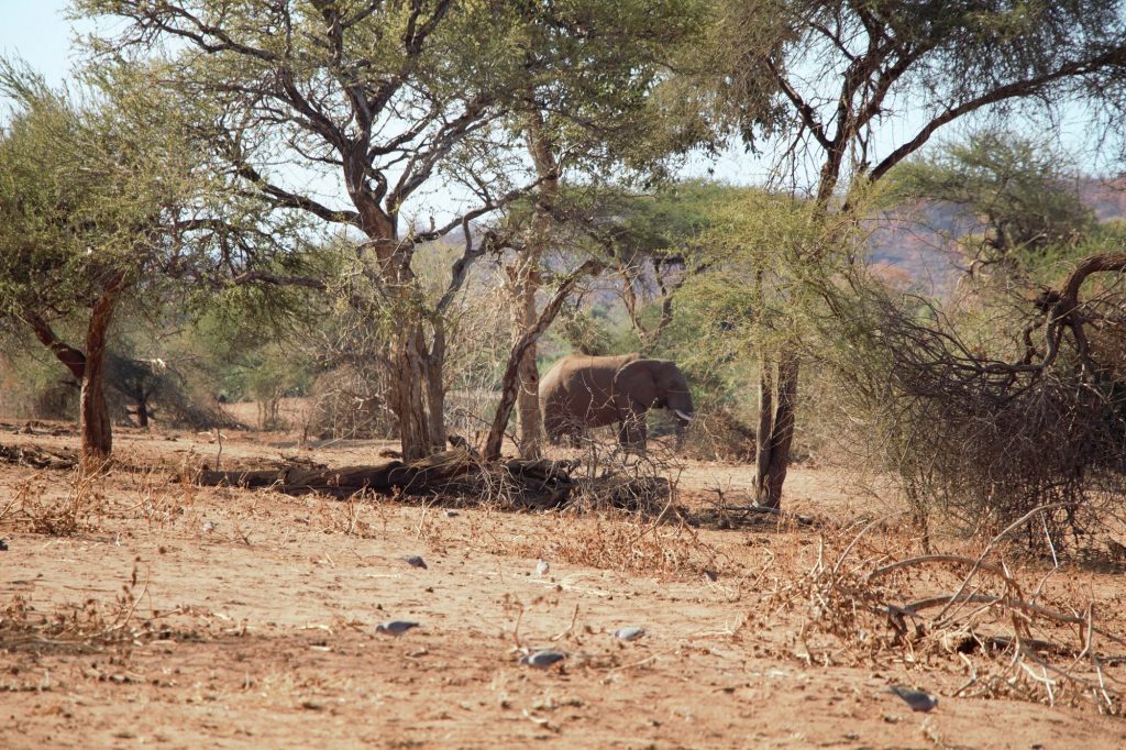 Red Ivory Safaris