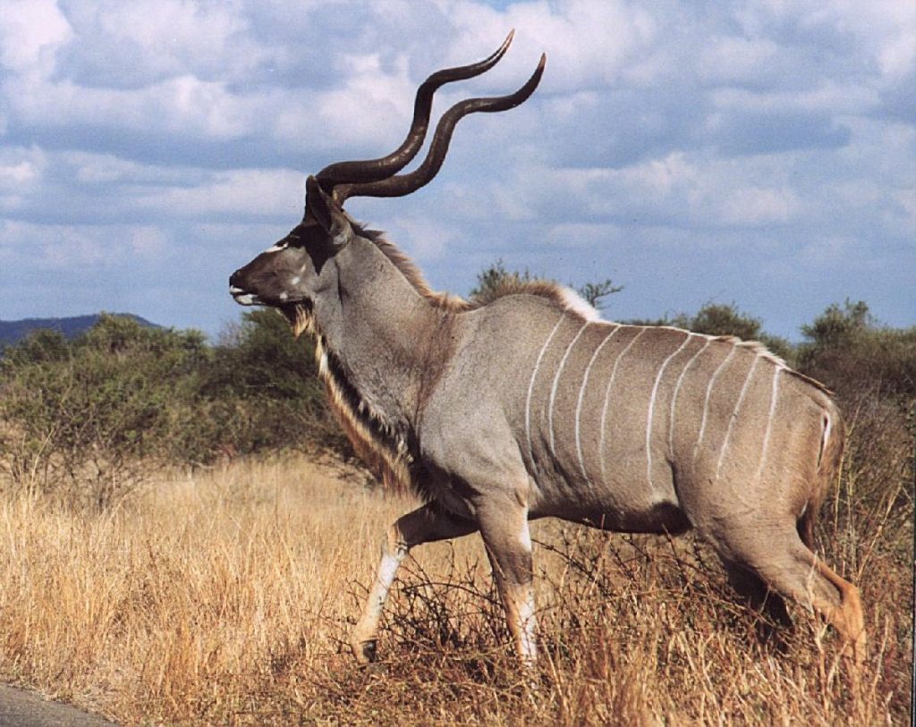 Red Ivory Safaris