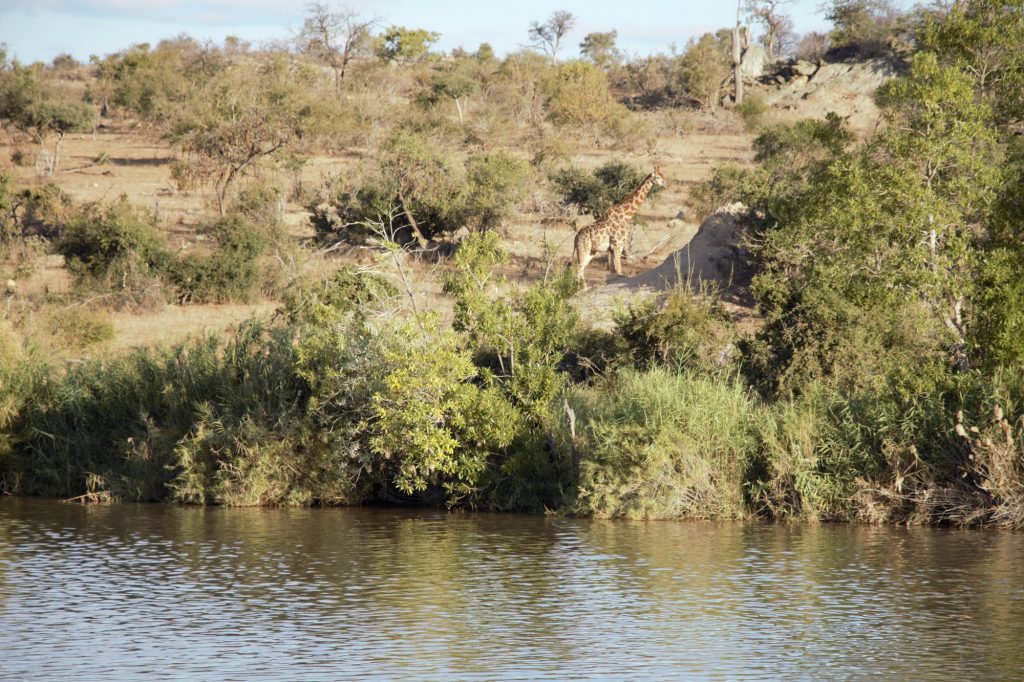 Red Ivory Safaris