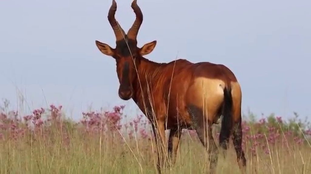 Red Ivory Safaris