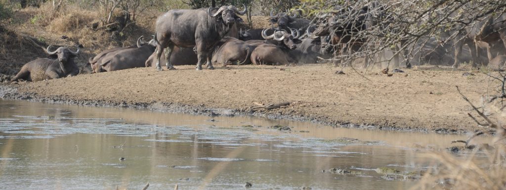 Red Ivory Safaris