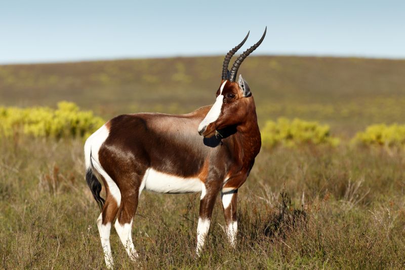 Red Ivory Safaris