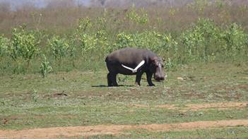 Red Ivory Safaris