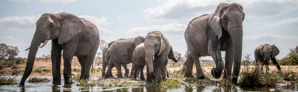 Red Ivory Safaris