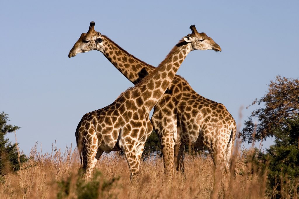 Red Ivory Safaris