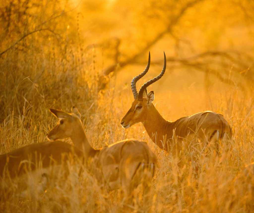 Red Ivory Safaris