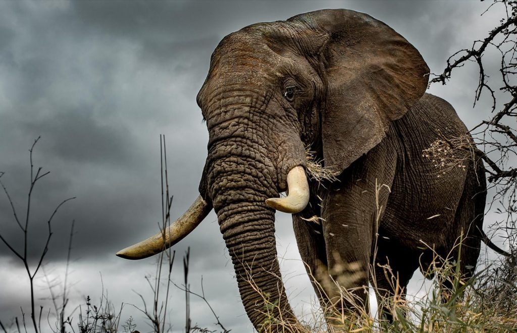 Red Ivory Safaris