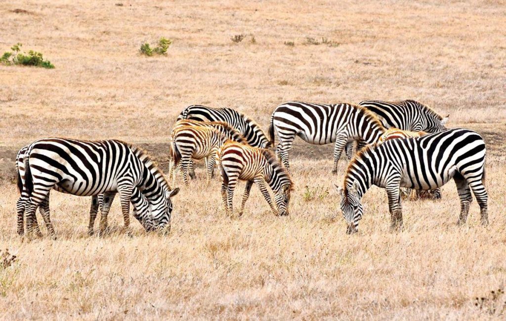 Red Ivory Safaris