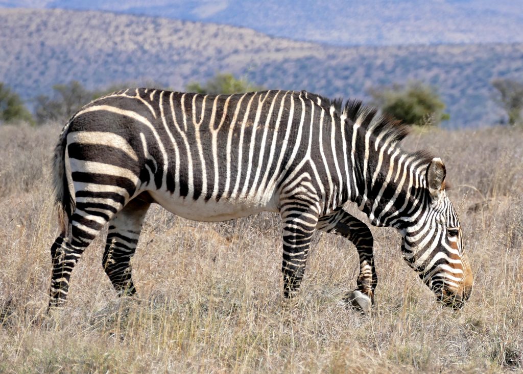 Red Ivory Safaris
