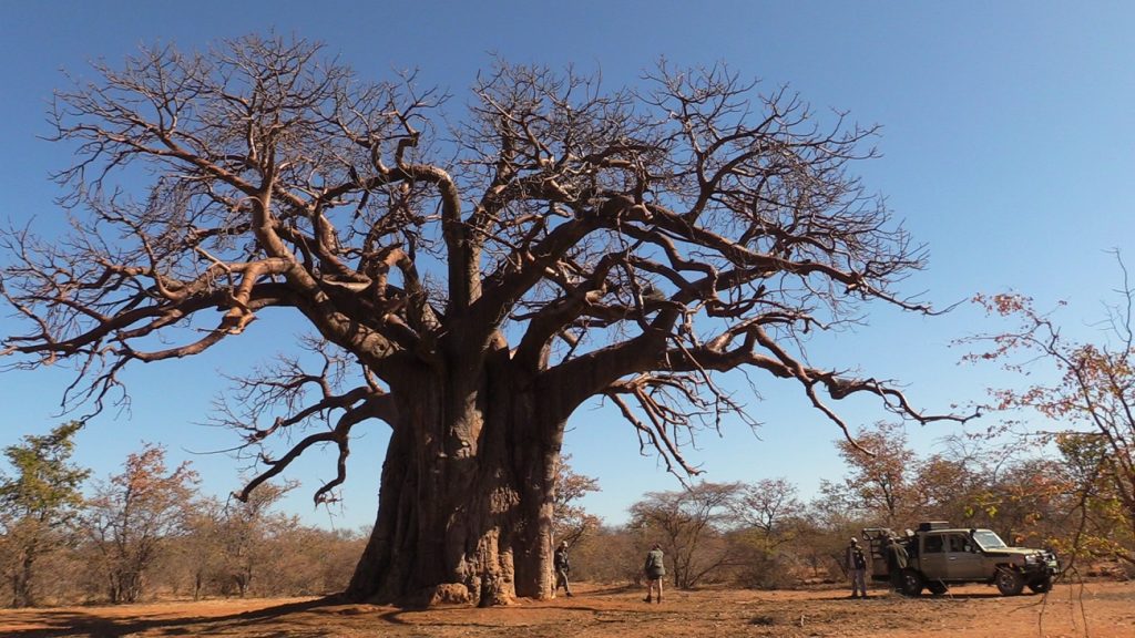Red Ivory Safaris