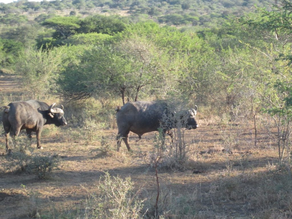 Red Ivory Safaris