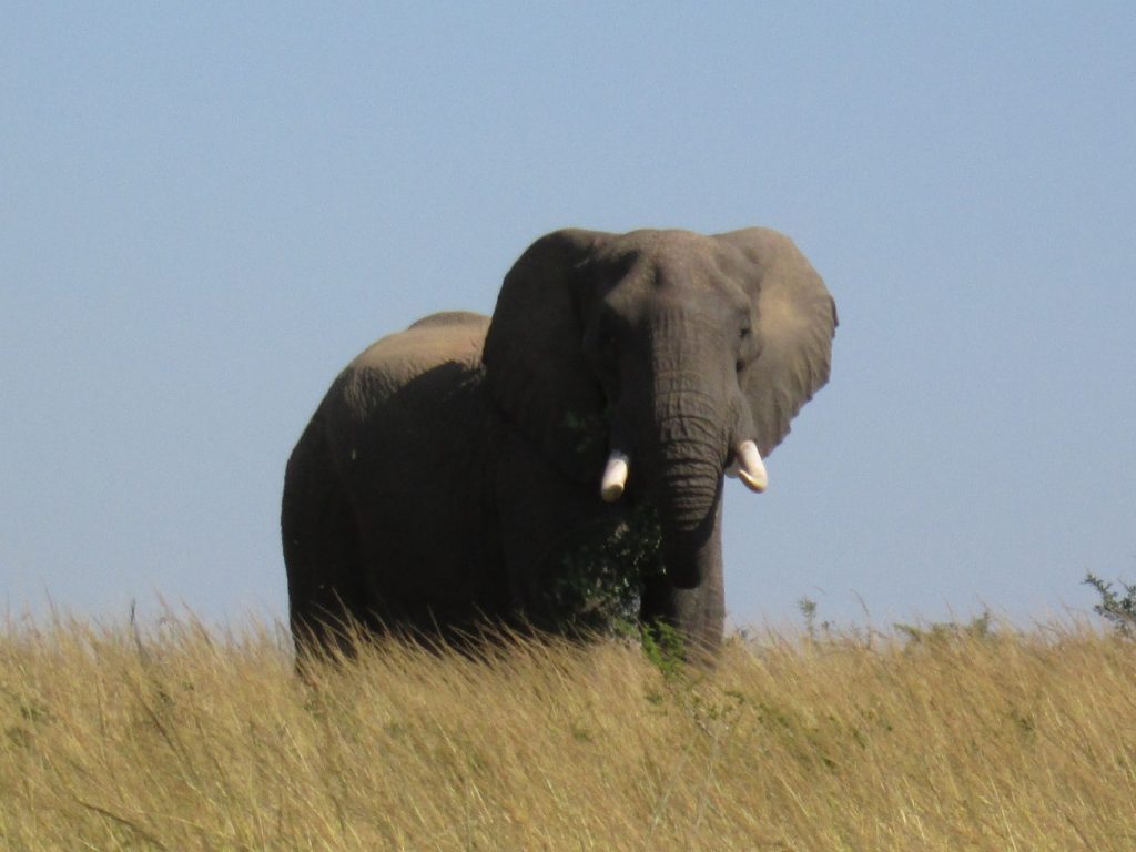 Red Ivory Safaris