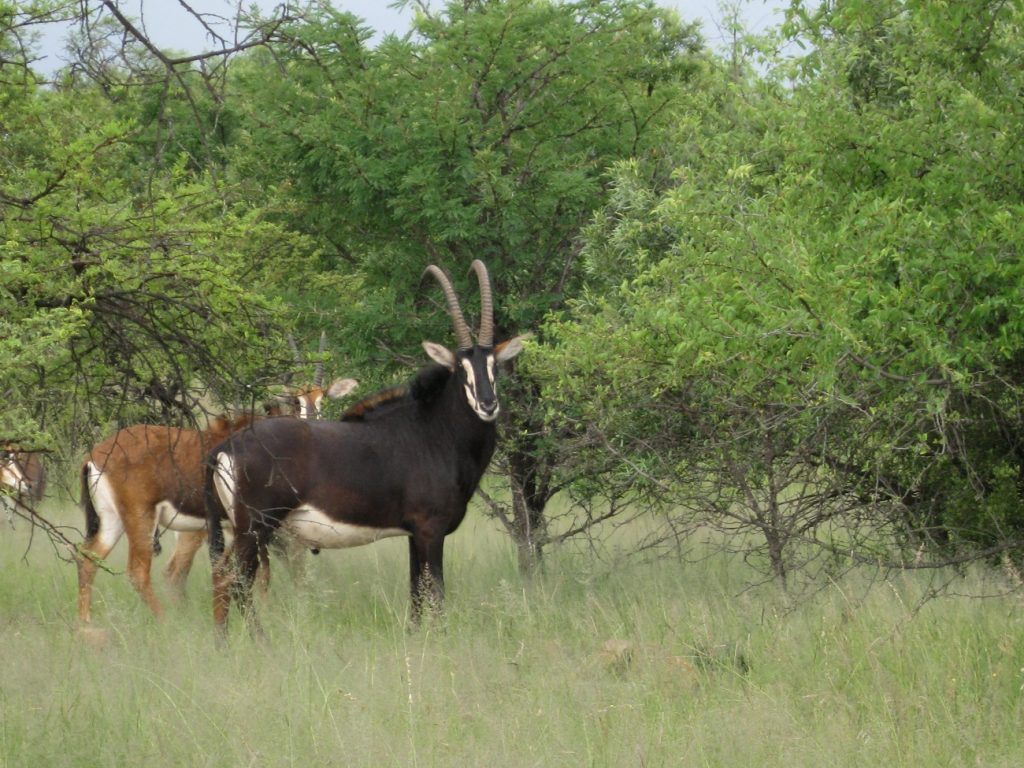 Red Ivory Safaris