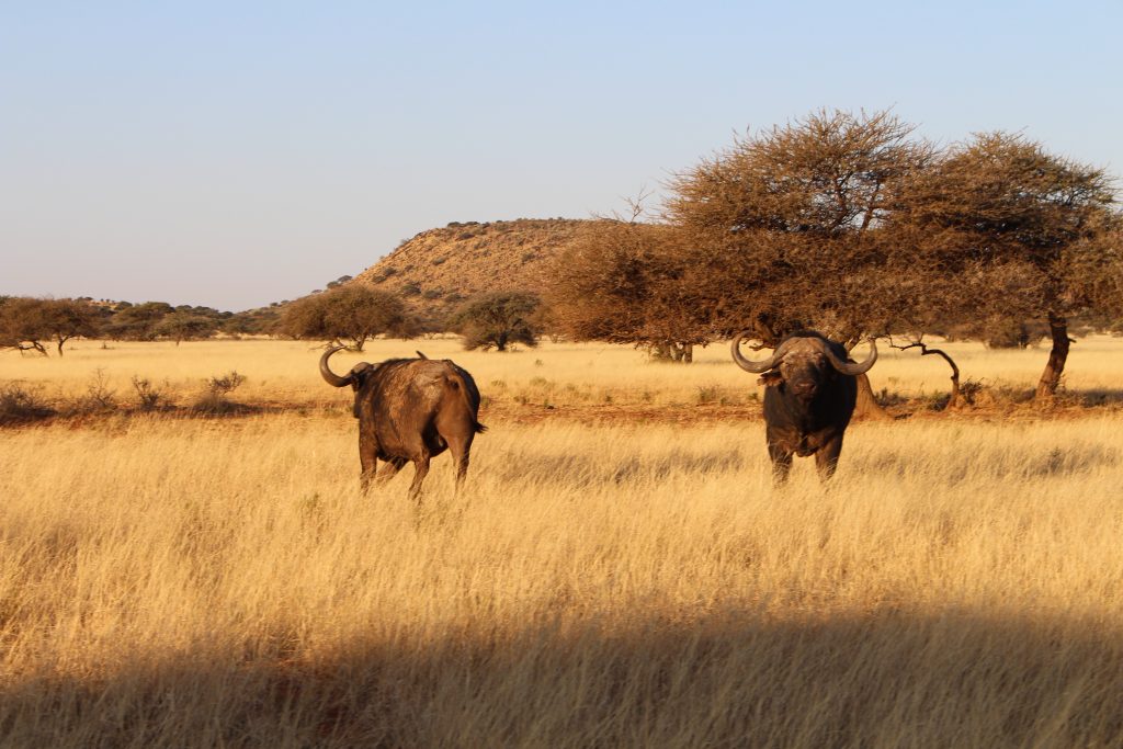 Red Ivory Safaris