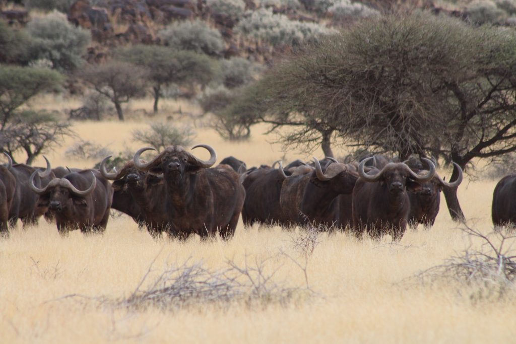 Red Ivory Safaris
