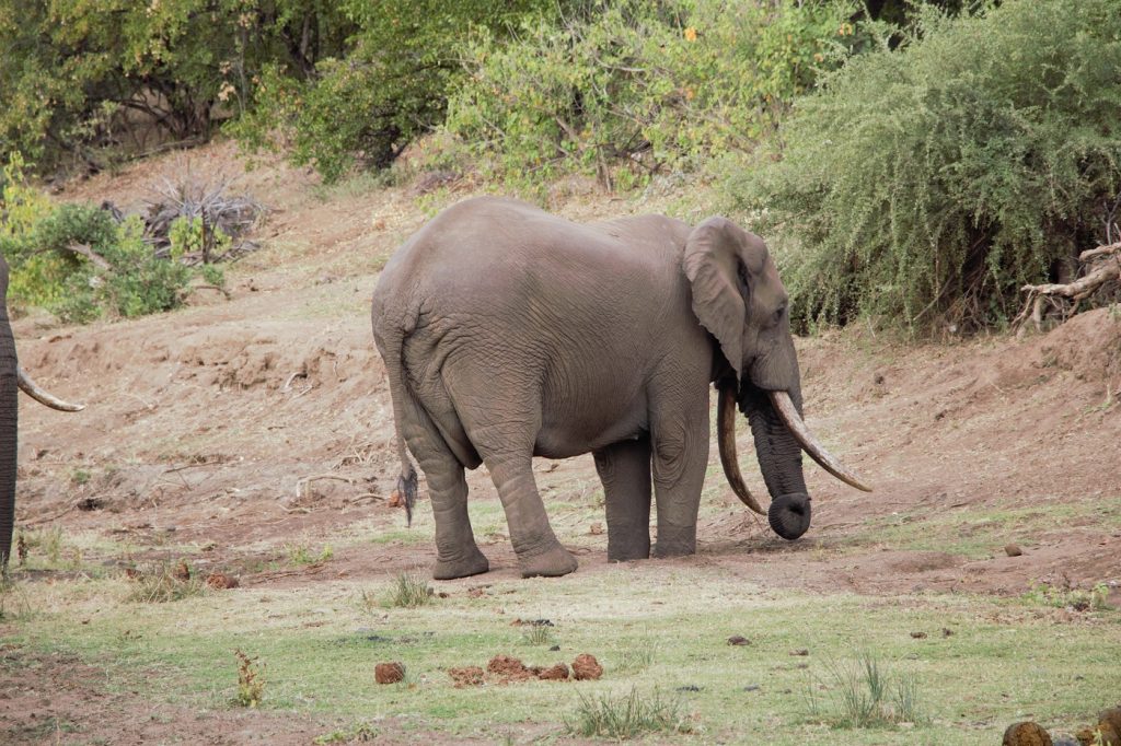 Red Ivory Safaris