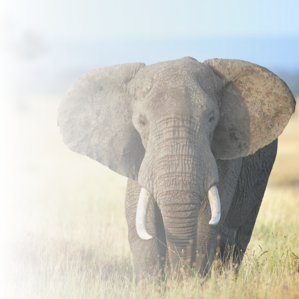 Red Ivory Safaris