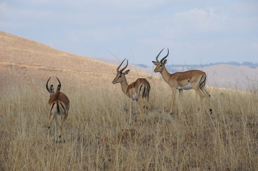 Red Ivory Safaris