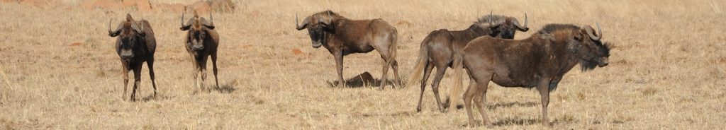 Red Ivory Safaris