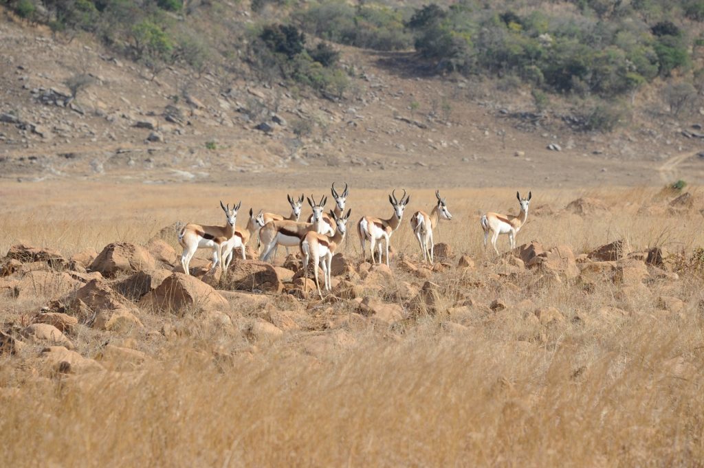 Red Ivory Safaris