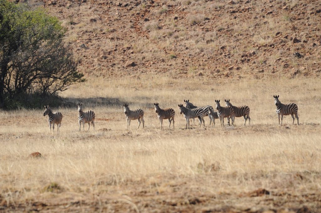 Red Ivory Safaris