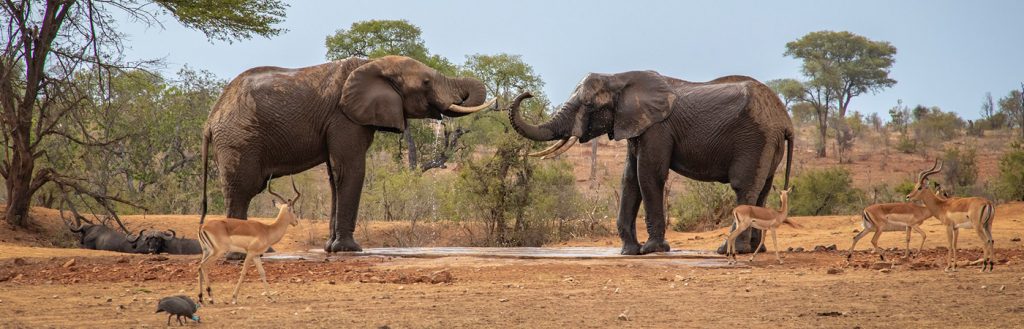 Red Ivory Safaris