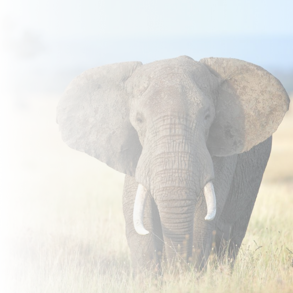 Red Ivory Safaris